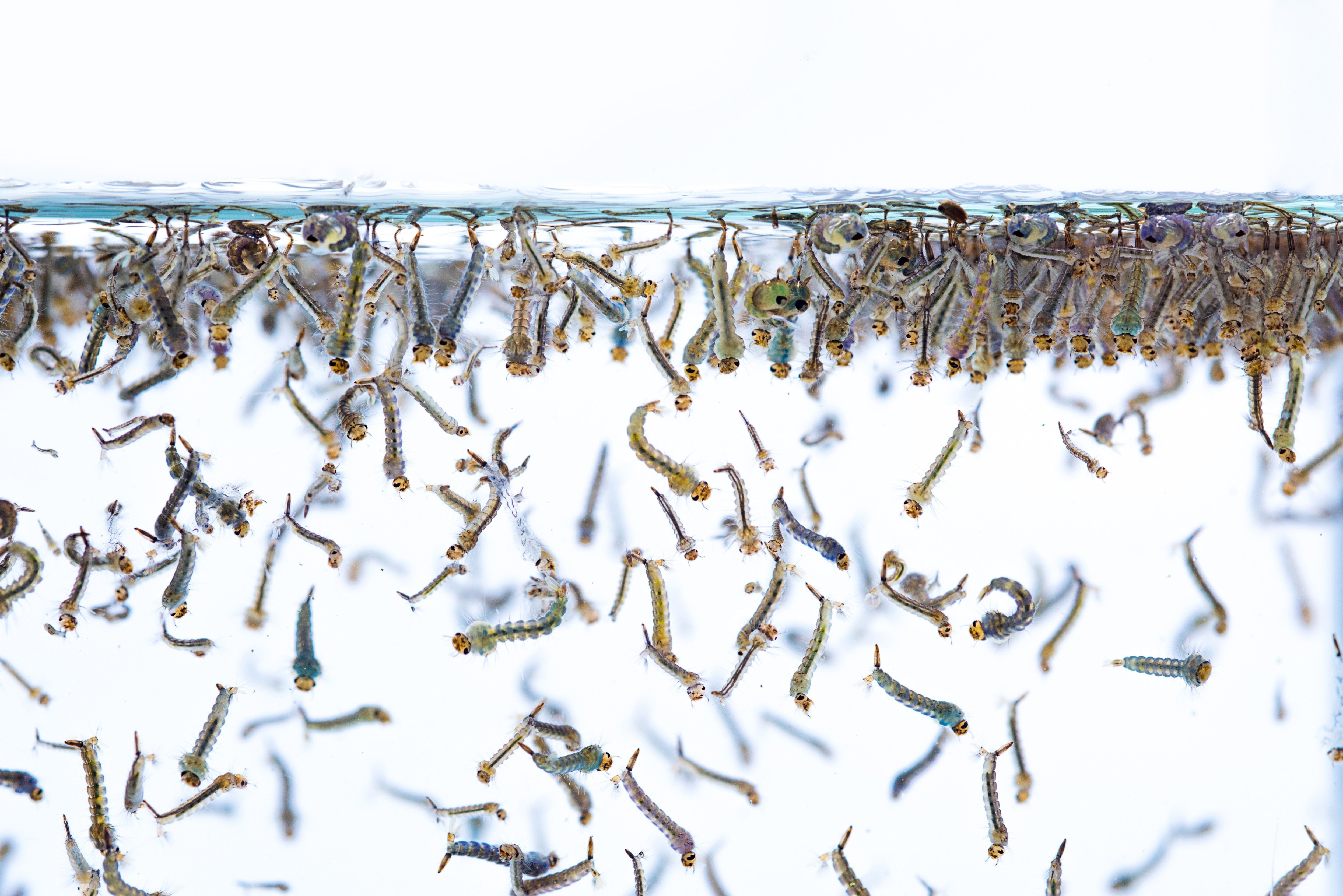 Life Cycle of Mosquitoes