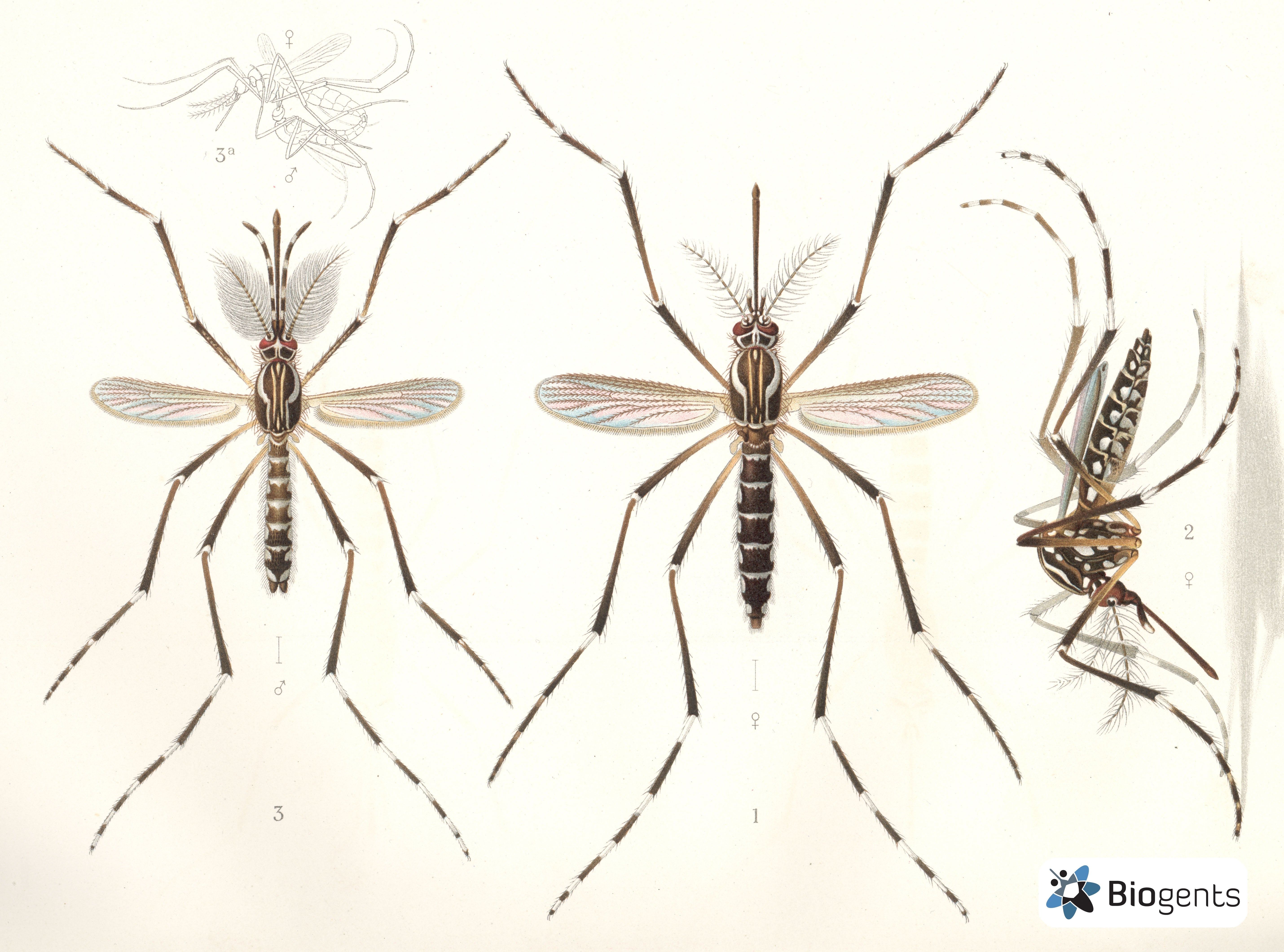 Yellow Fever Mosquitoes (Aedes aegypti)