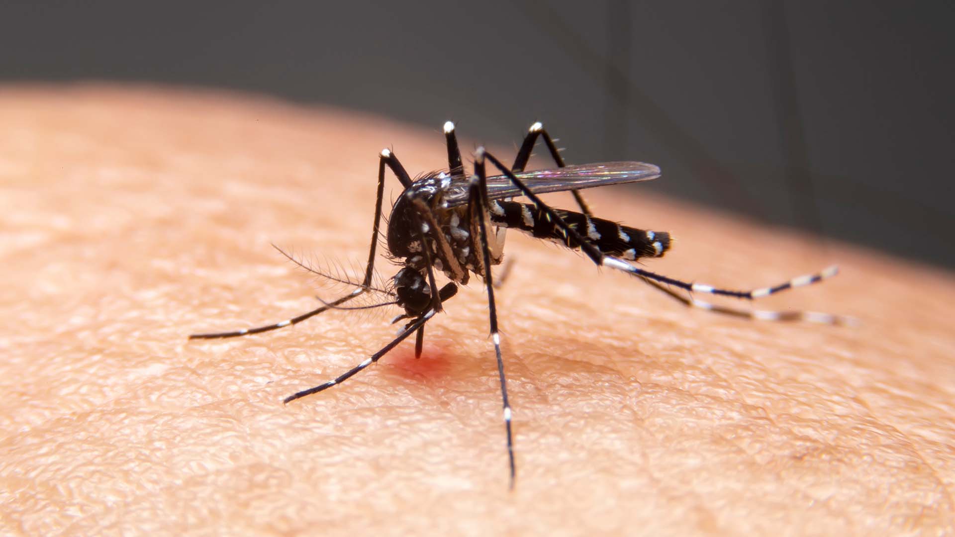 Mosquitoes as Disease Vectors