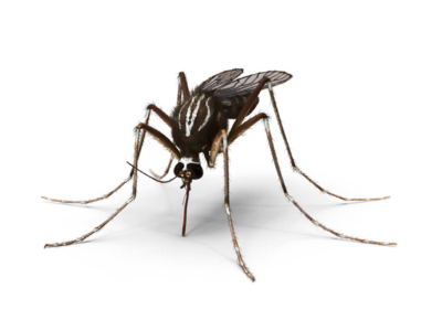Dengue