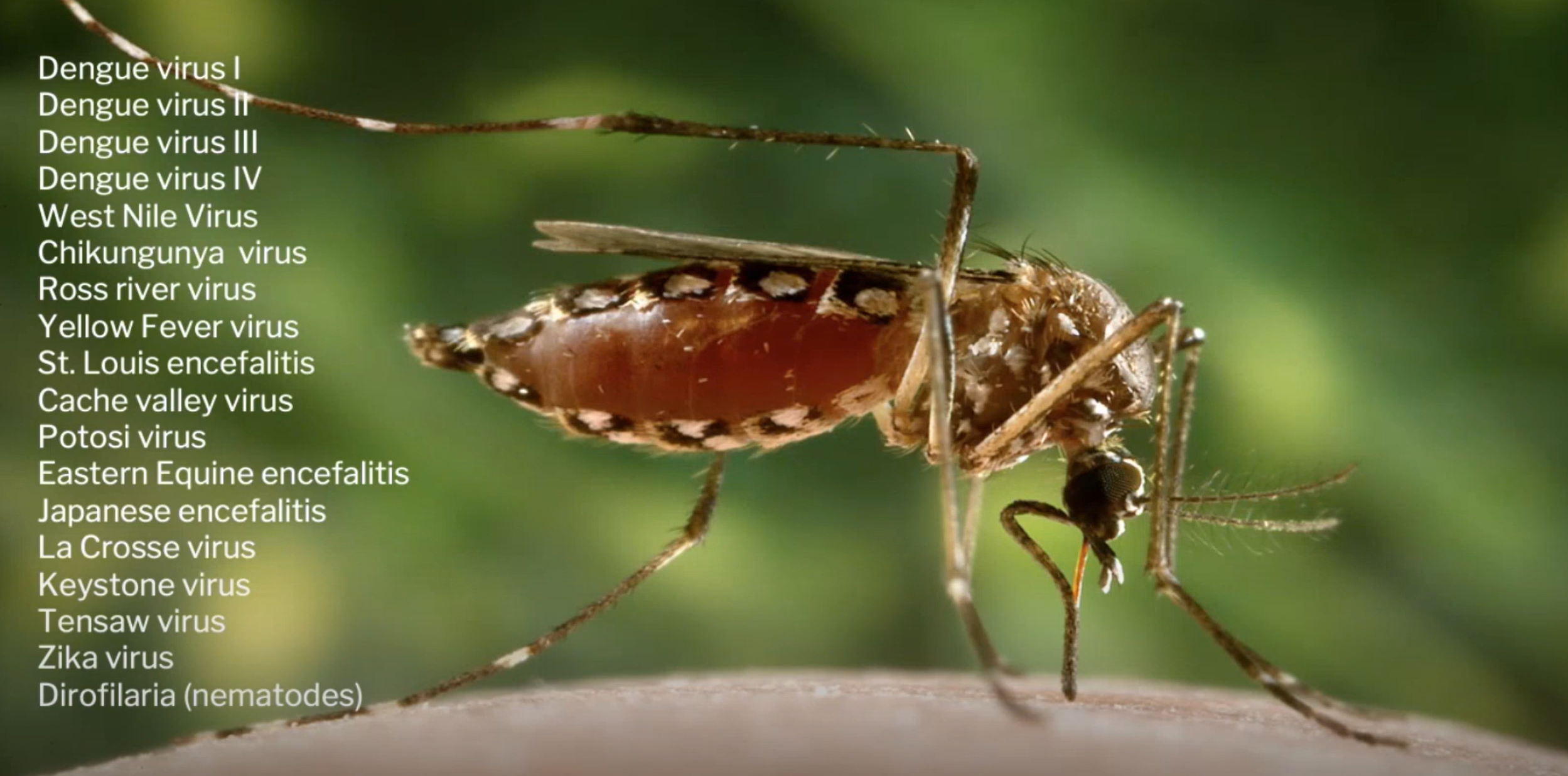 Revolutionizing Mosquito Control for Pest Control and Hospitality