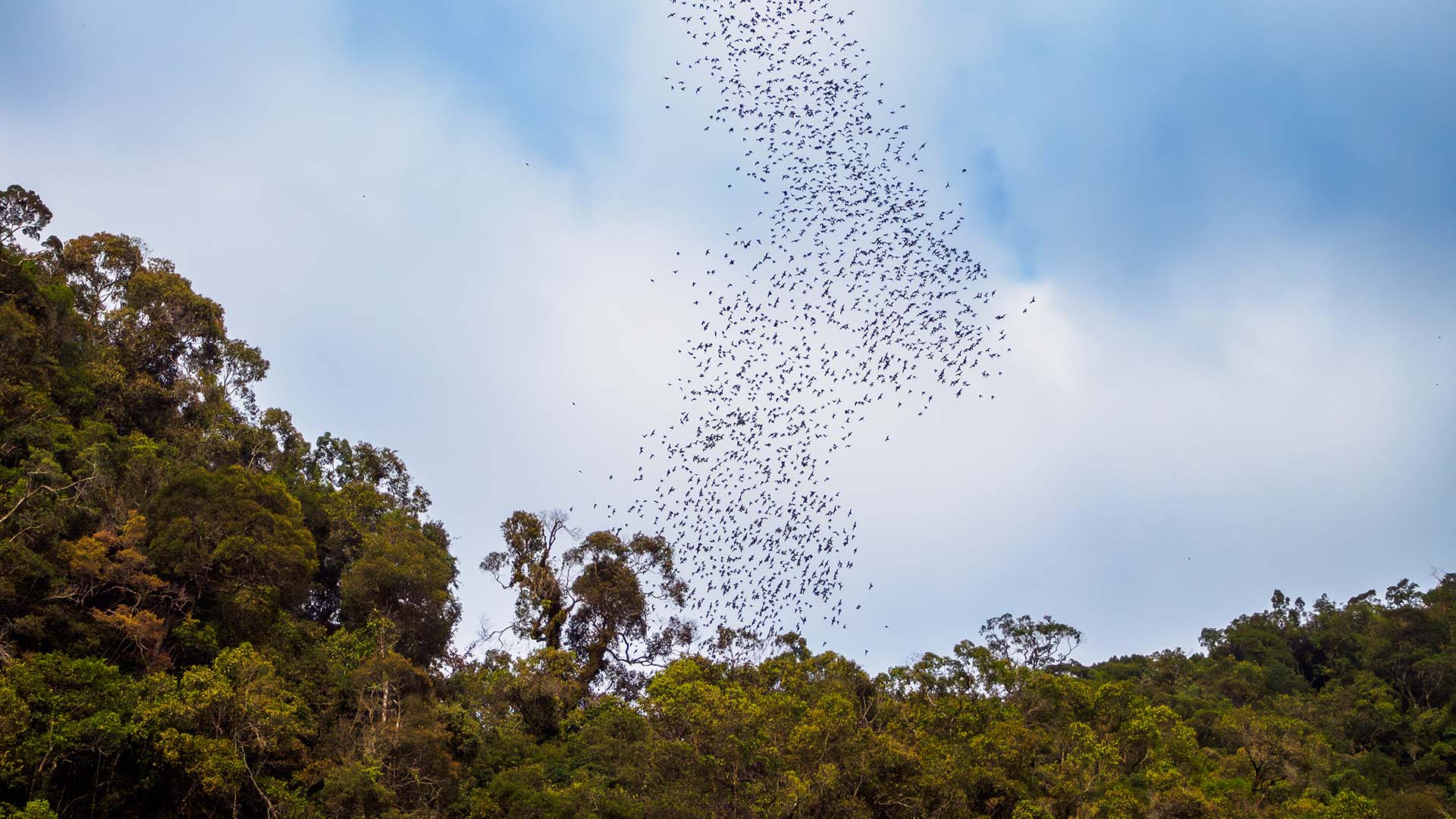Does trapping mosquitoes take away a food source for birds and bats?