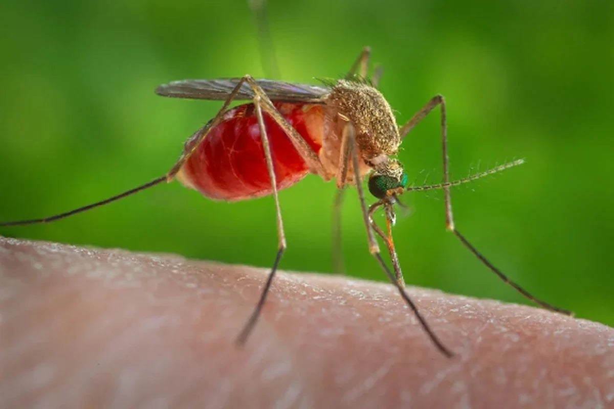 Mosquito feeding on human skin