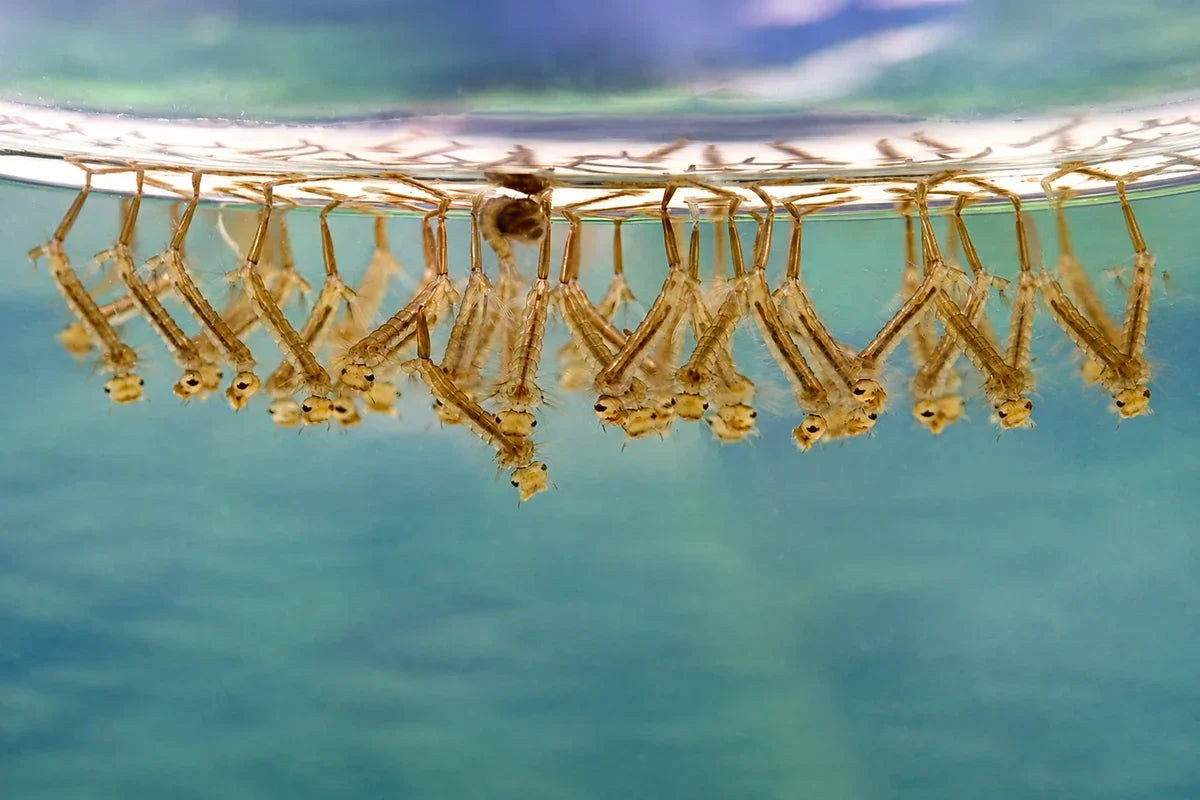 Mosquito larvae hanging at the water surface