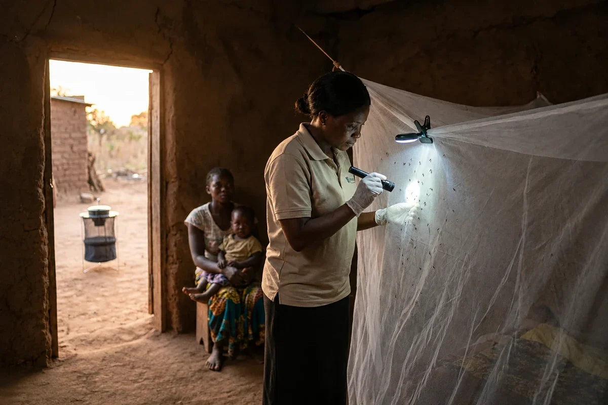 Woman inspecting mosquitoes on an insecticide-treated bed net