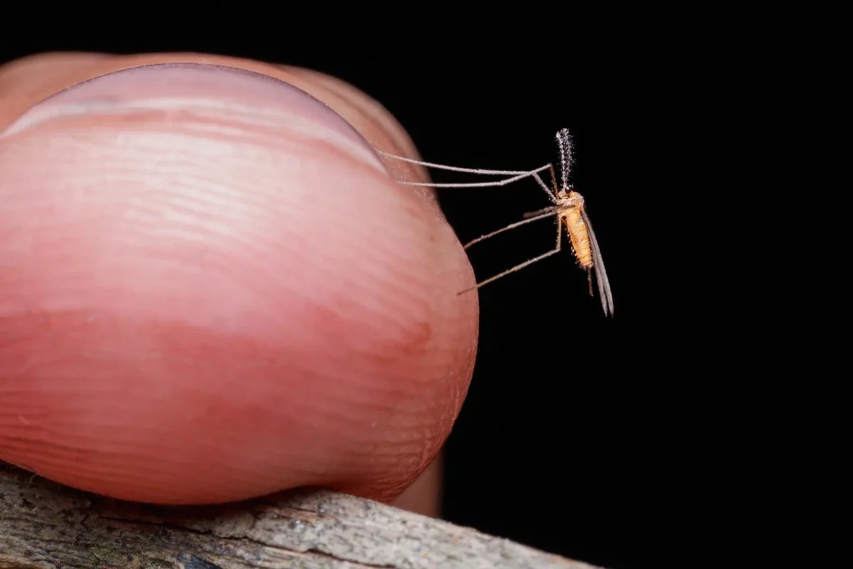 A mosquito at actual scale, on a fingertip