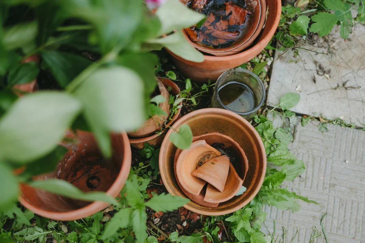 Assorted terracotta and glazed ceramic pots among leafy plants