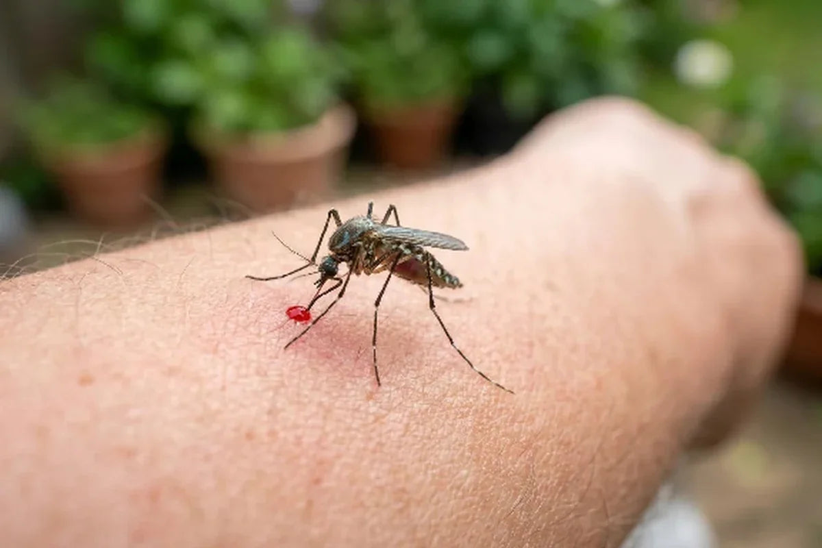 Mosquito feeding on a person's arm