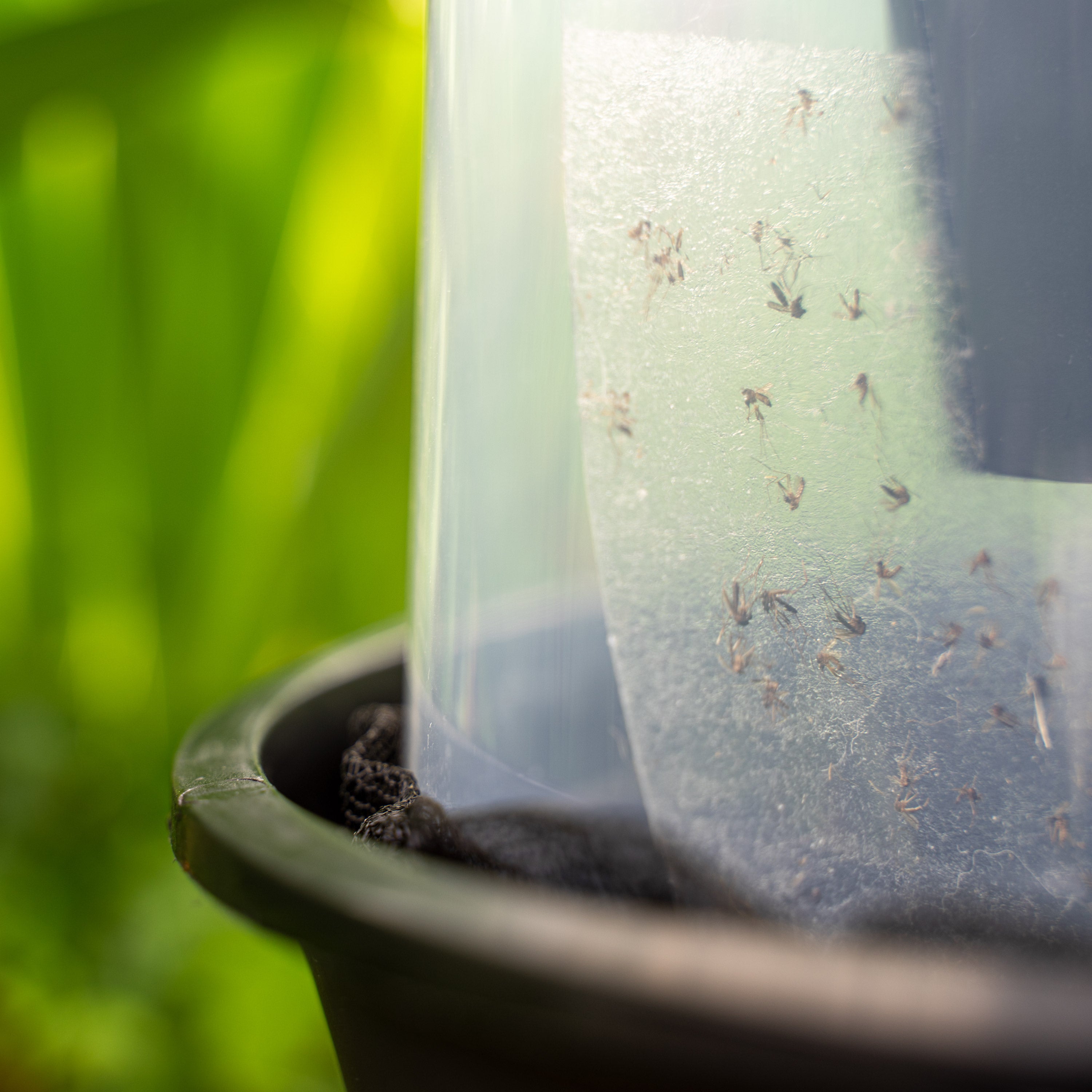 Close-up of a mosquito trap with several trapped mosquitoes, placed in a garden setting with a blurred green background.