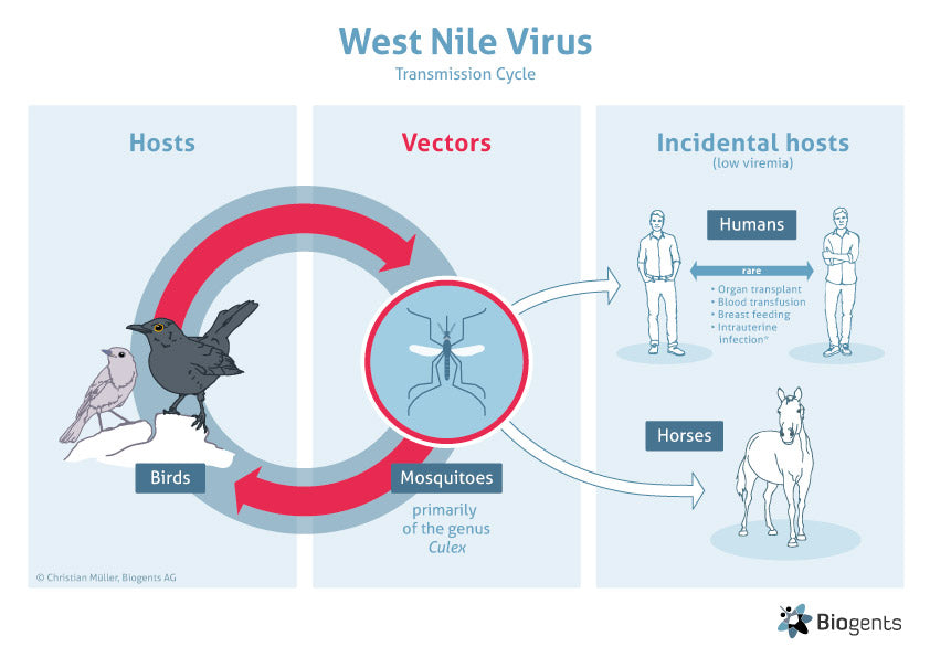 West Nile Virus transmission cycle diagram