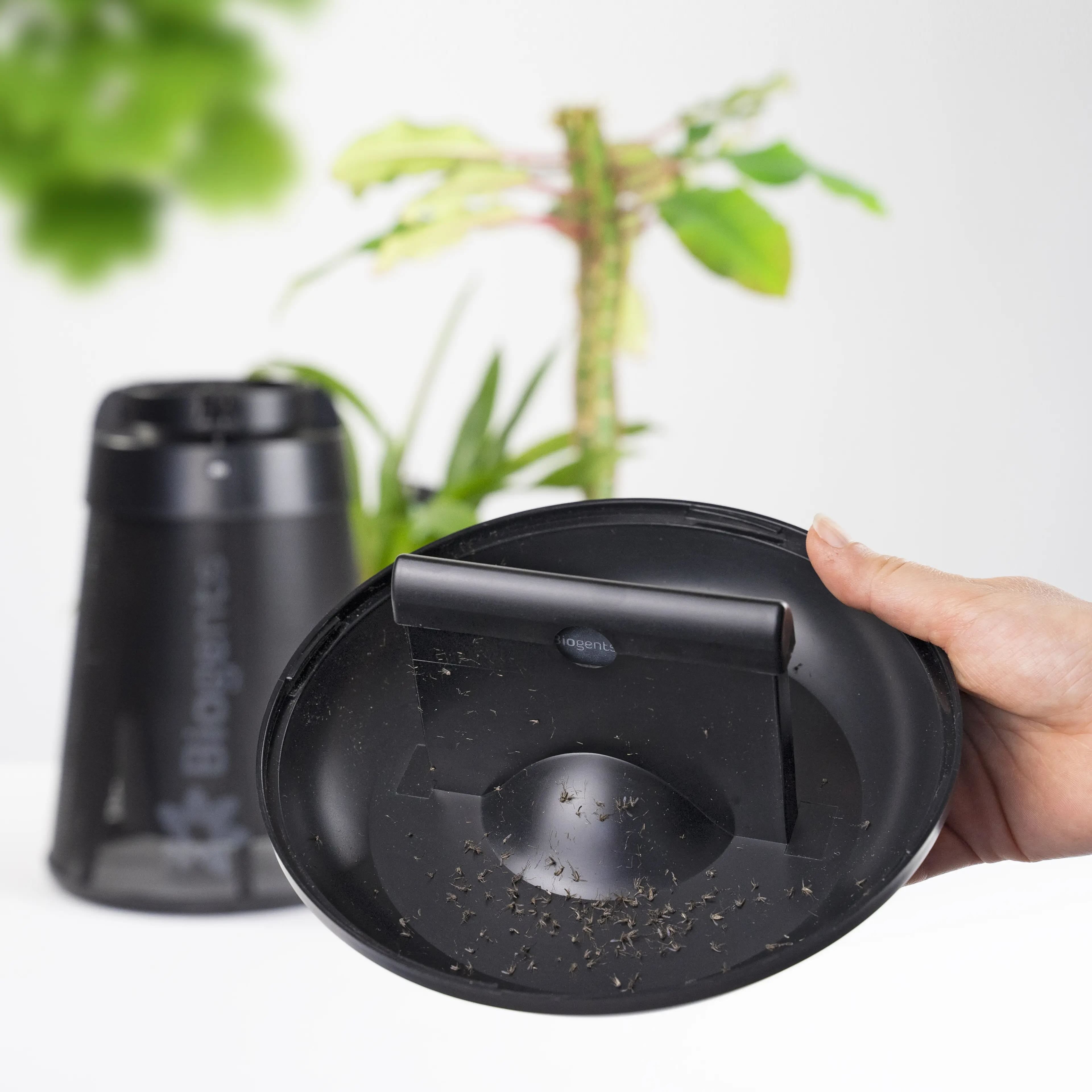 Person holding a black lid with captured mosquitoes