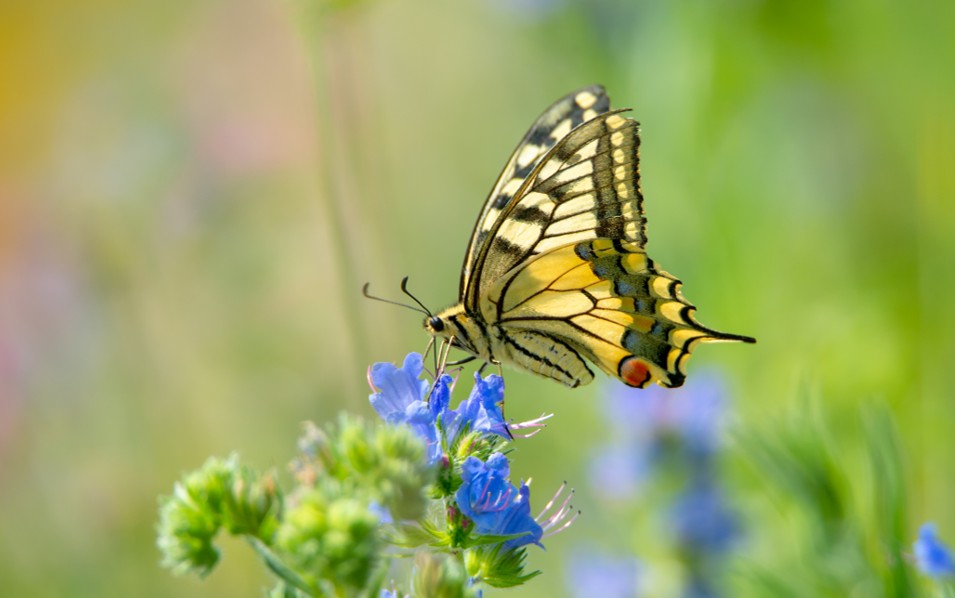 Yellow and black butterfly perched on blue wildflower in sunny meadow.