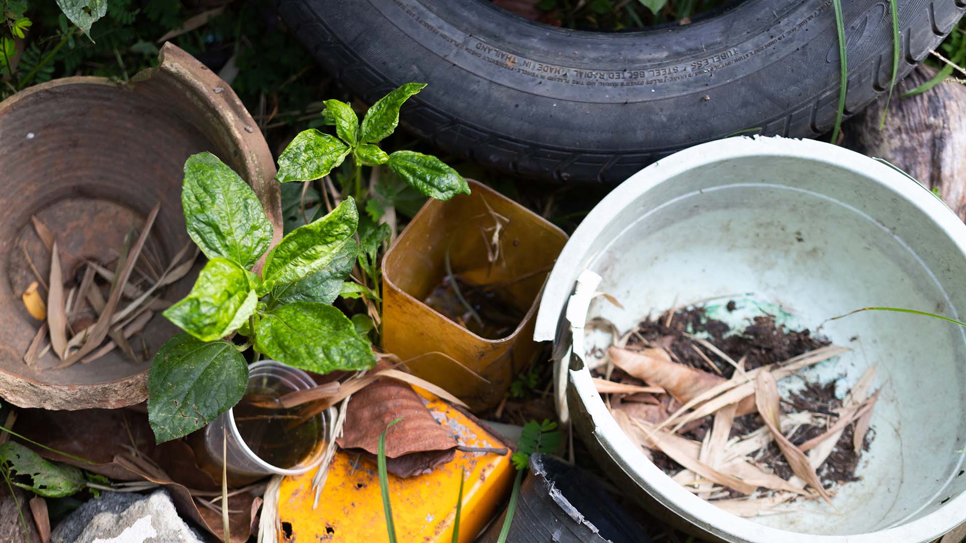 A small green plant growing among various containers and a tire in an outdoor setting.