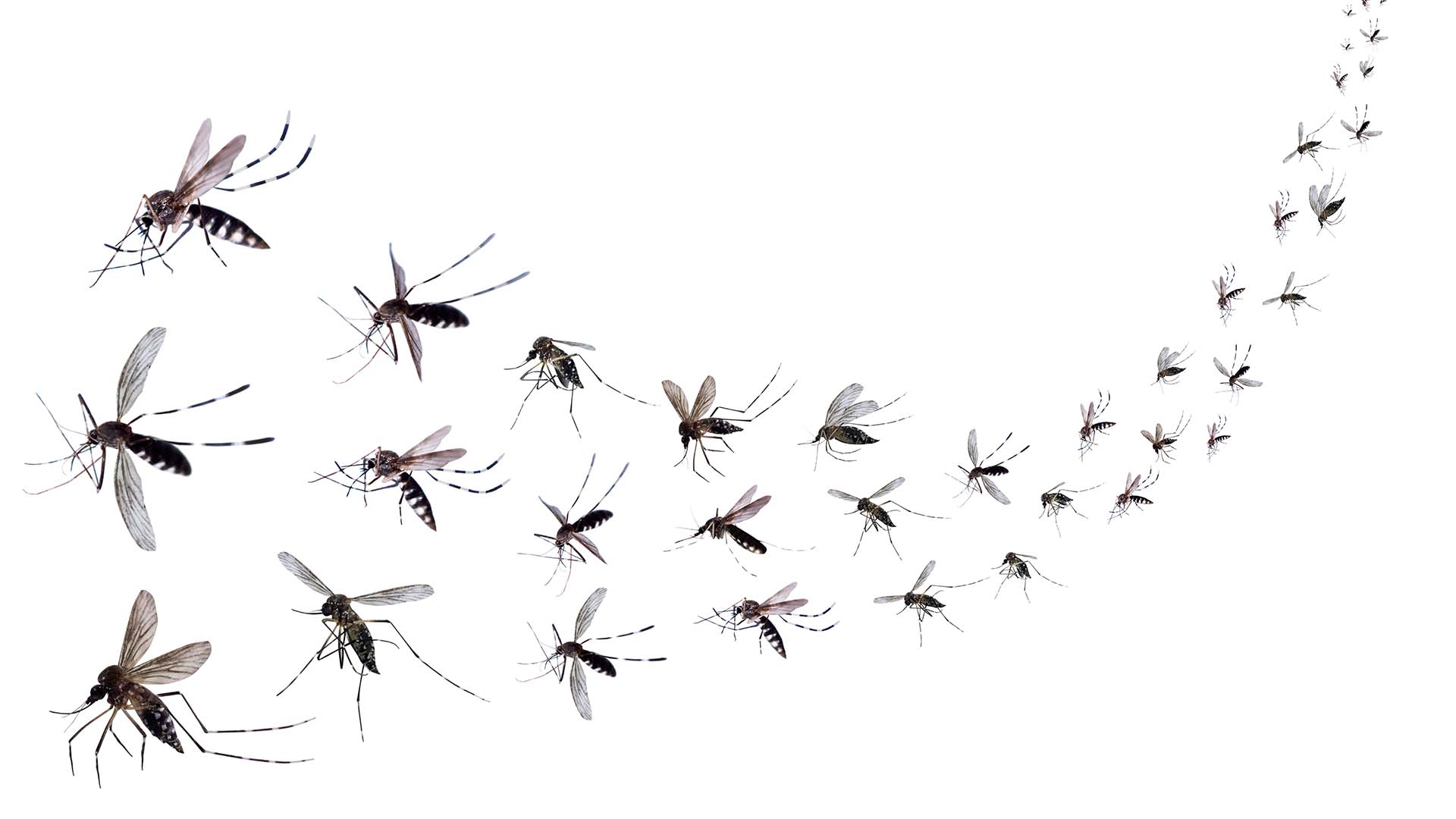 Multiple mosquitoes flying in a curved formation against a white background.