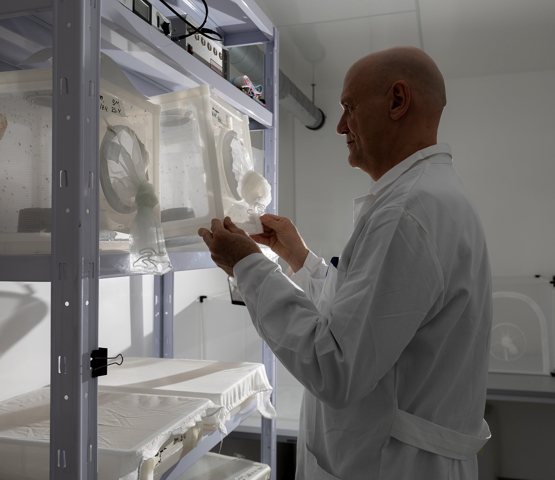 Scientist examines mosquito breeding containers in a laboratory setting.