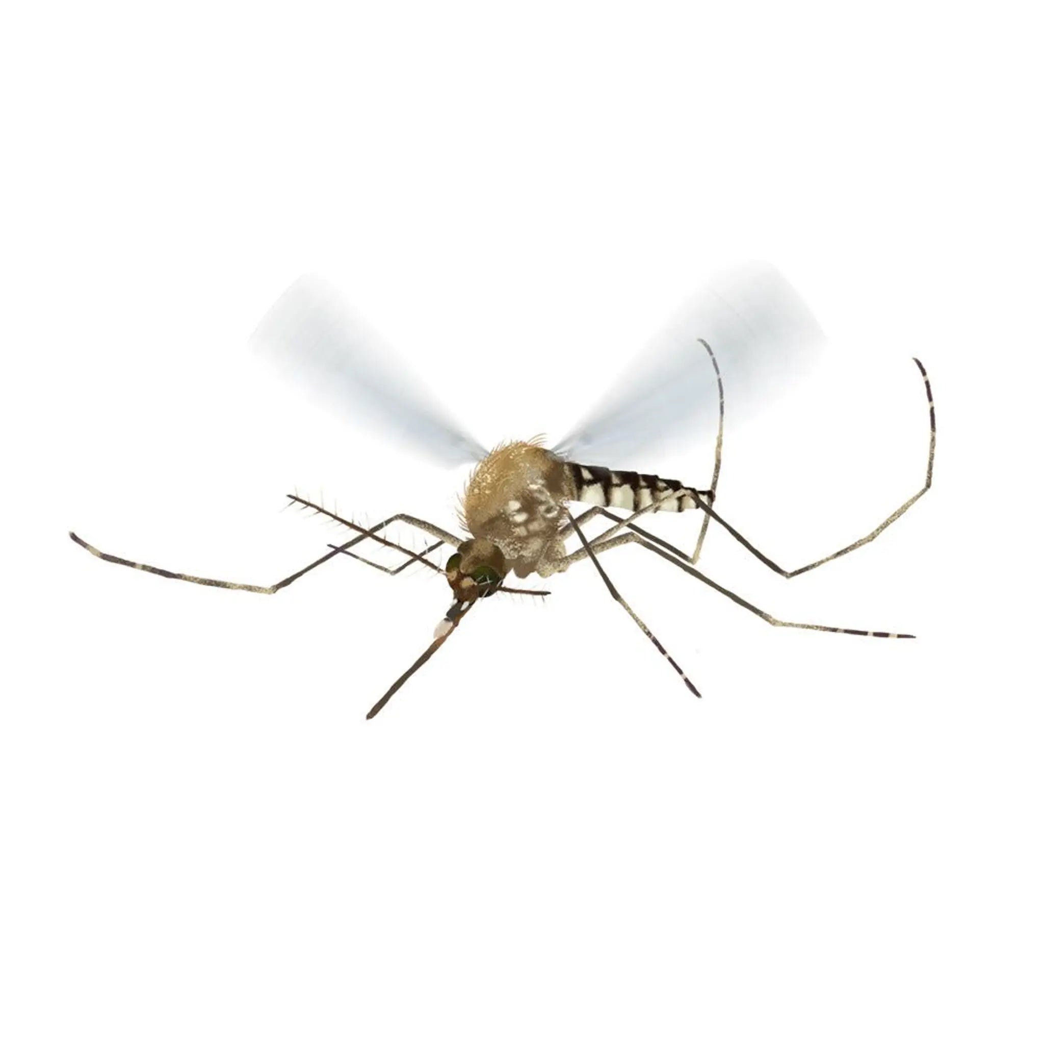 Close-up image of a mosquito in flight with detailed wings and legs against a white background.