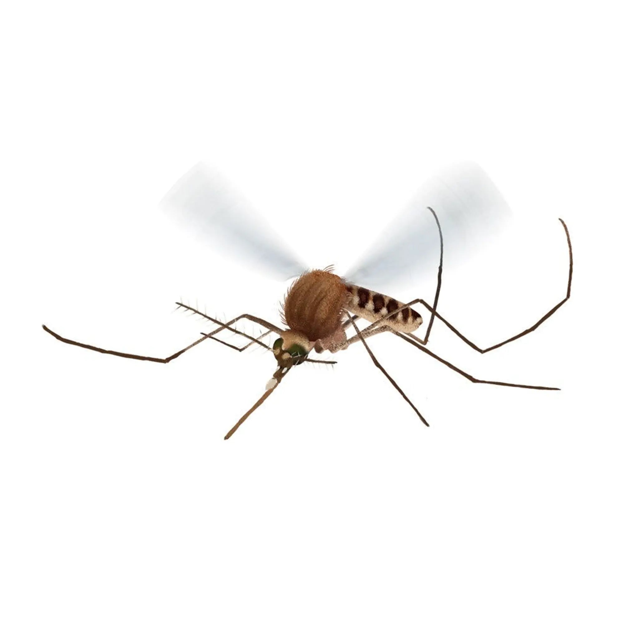Close-up of a mosquito with visible wings and legs on a white background.