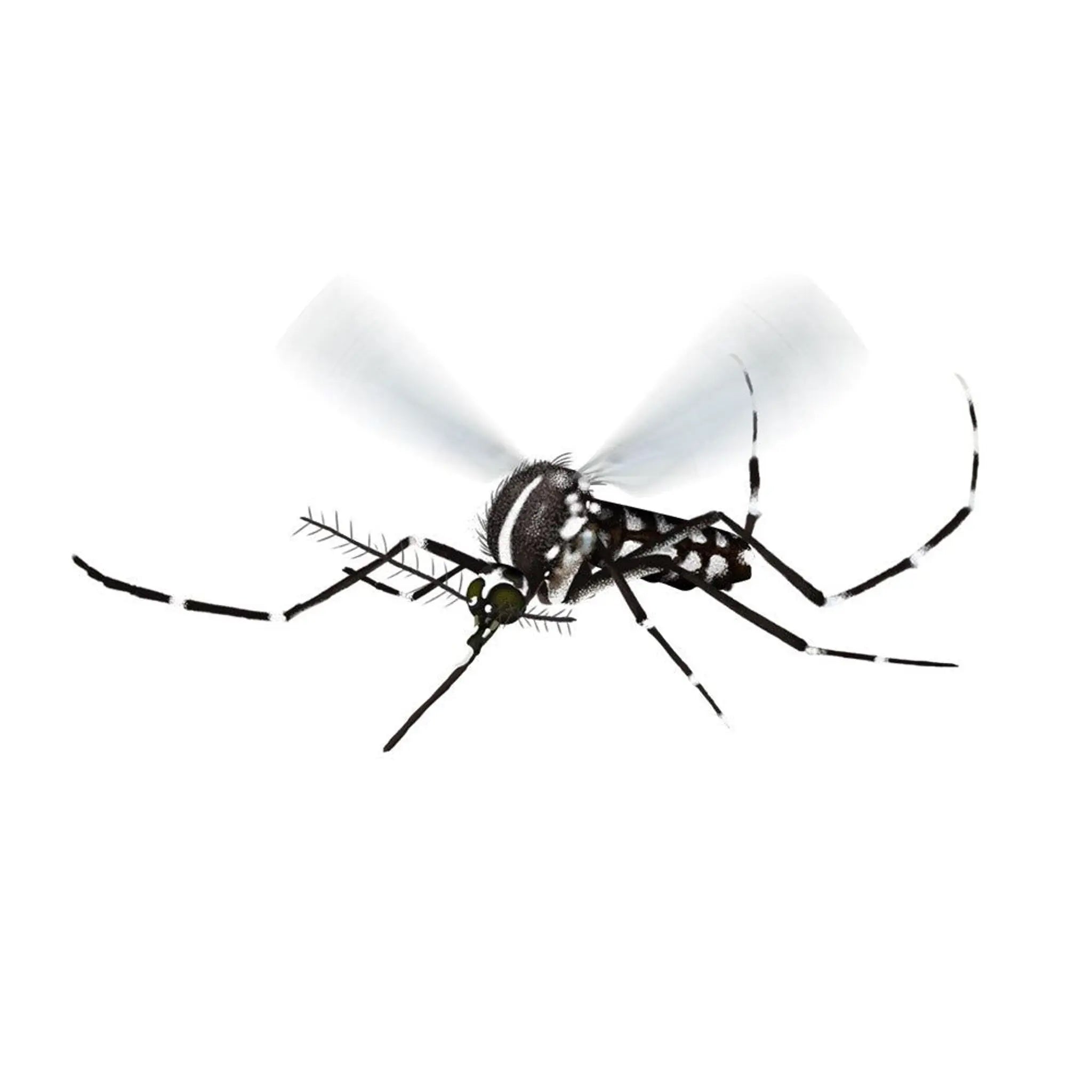 Mosquito in flight isolated on white background, detailed close-up of black and white striped insect with transparent wings.