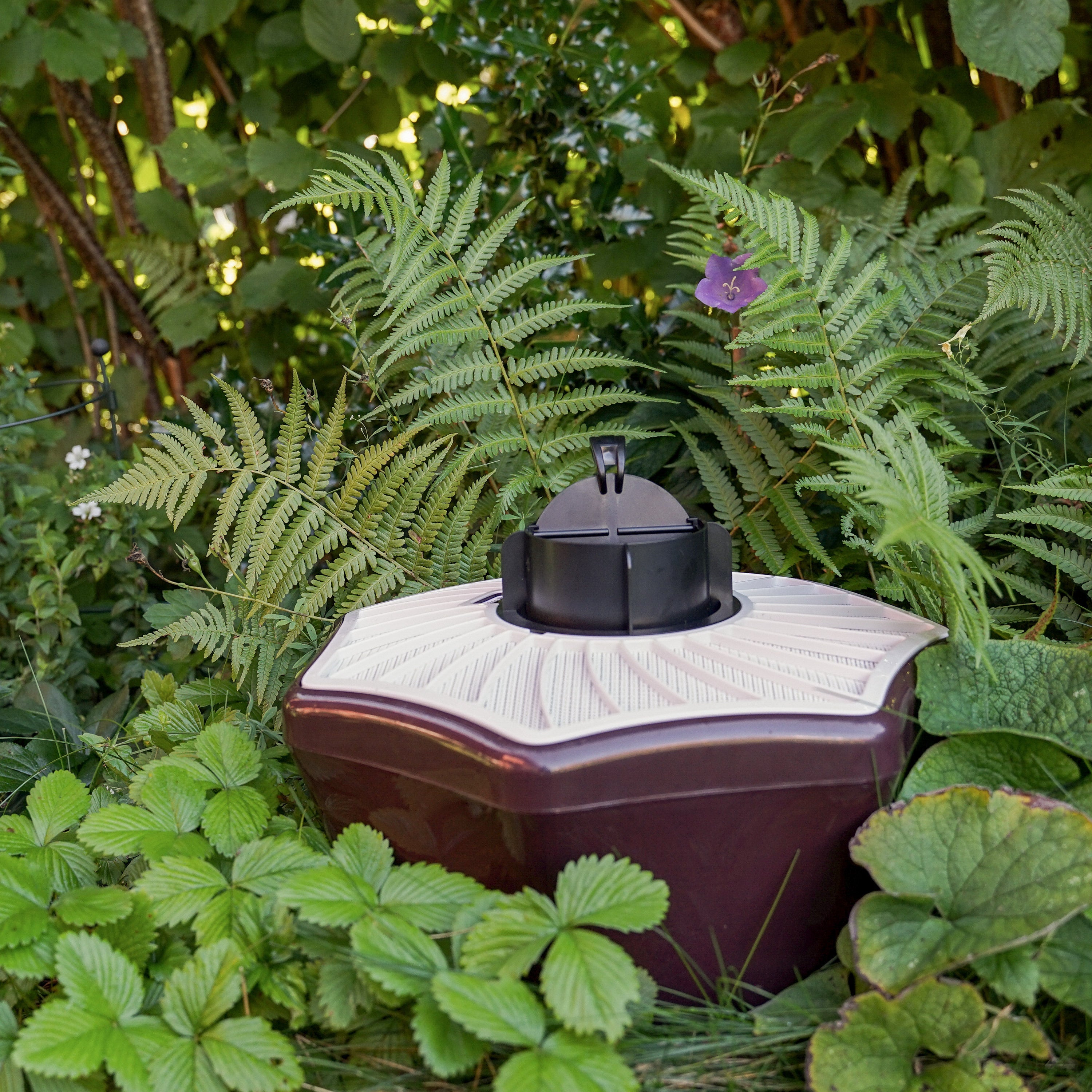 Mosquito trap surrounded by lush green ferns and foliage.