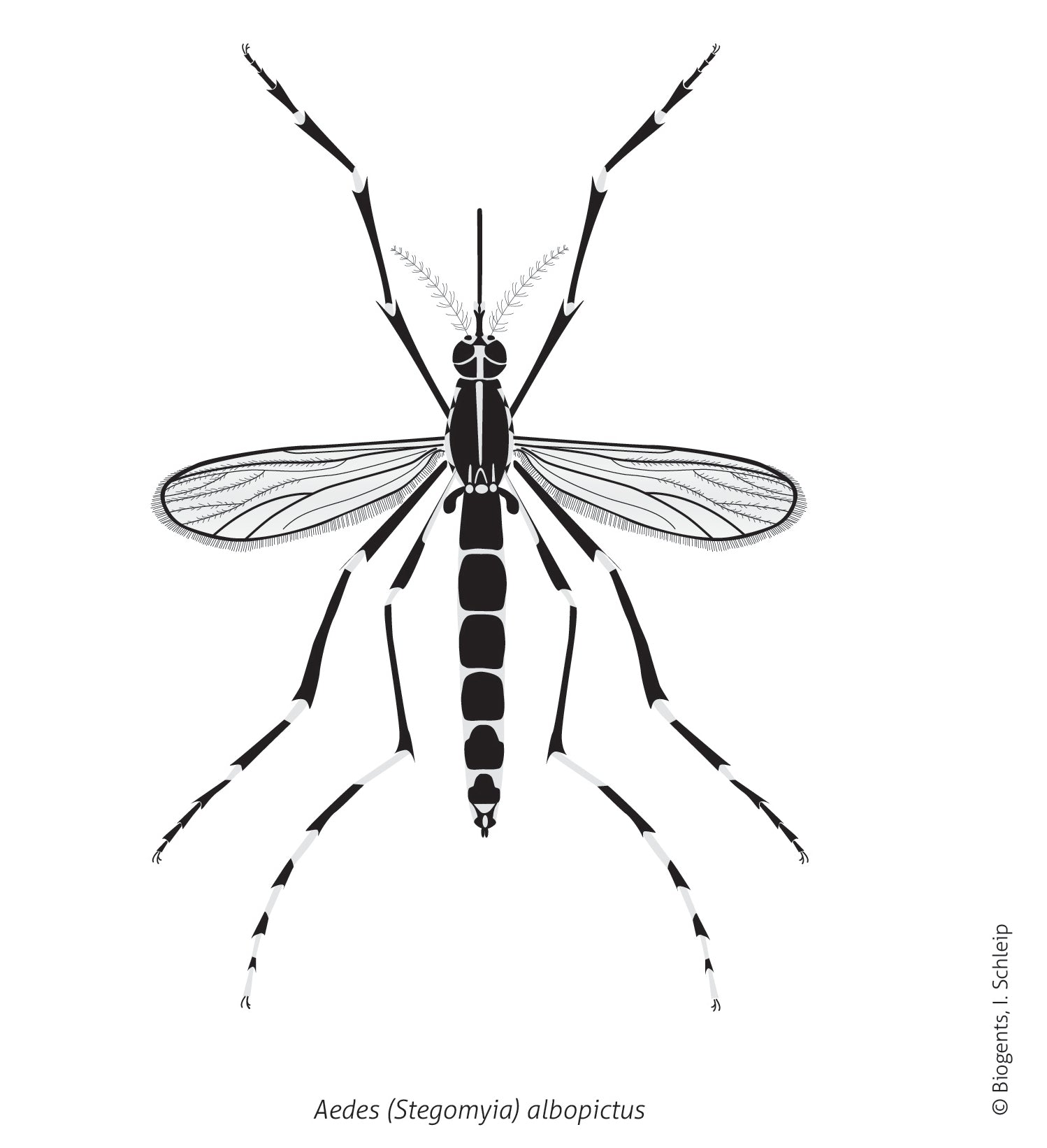 Asian Tiger Mosquito (Aedes albopictus)