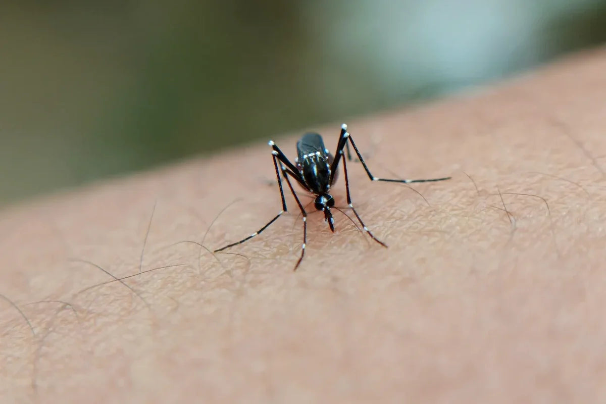 A close-up photograph shows a black-and-white mosquito resting on human skin, with long jointed legs, narrow wings, antennae, and a slender proboscis visible against a softly blurred outdoor background.