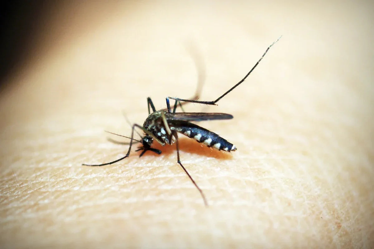 Black-and-white mosquito feeding on human skin