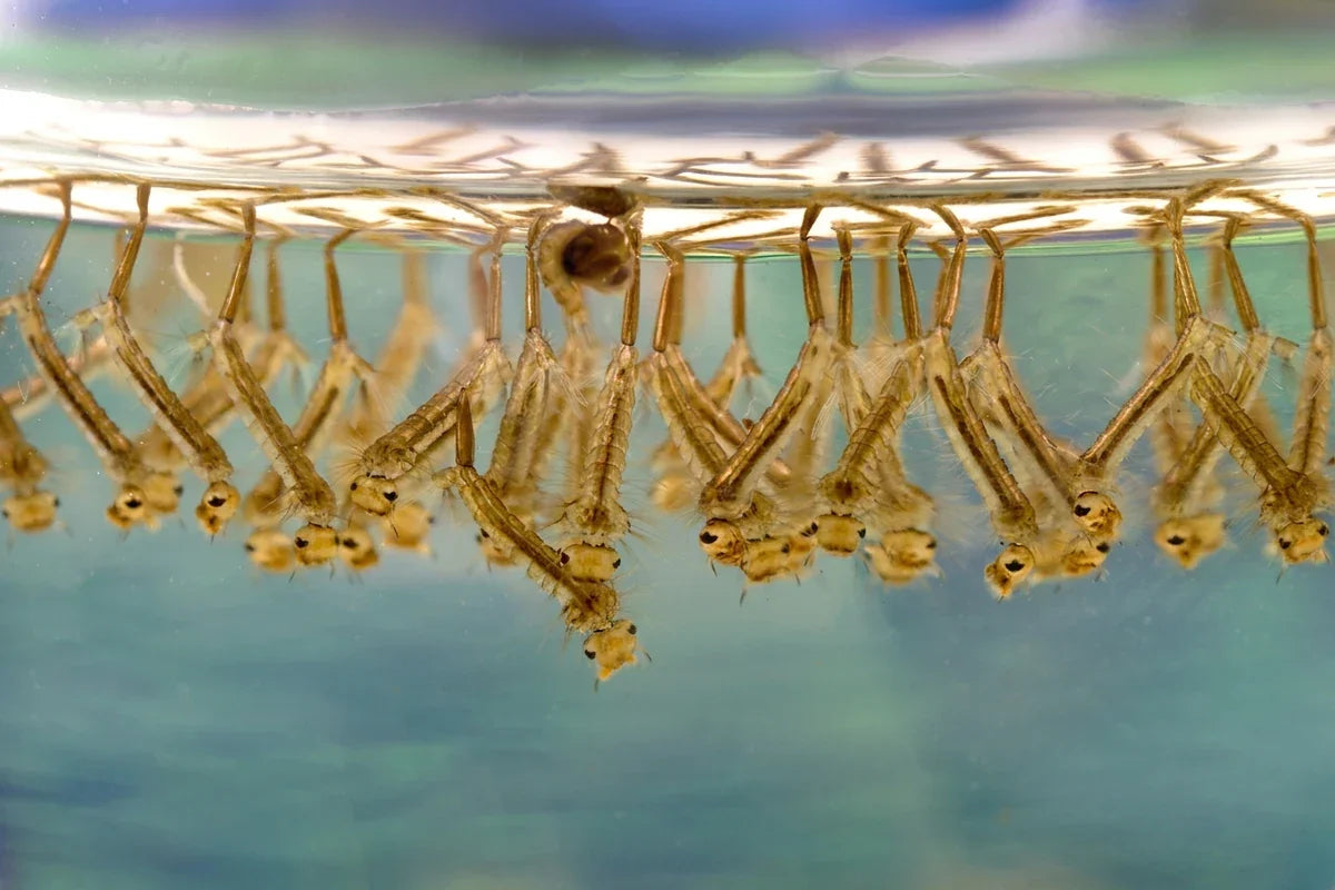 Close-up of mosquito larvae hanging beneath the surface of clear water.