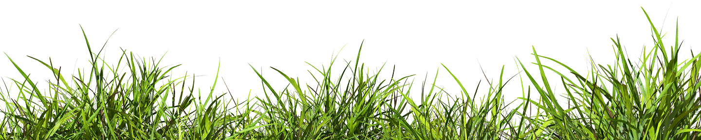 Grass