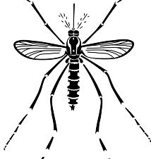 Mosquito illustration