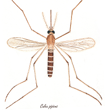 (Mosquito illustration)