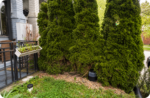 Shelter traps from wind under dense foliage.