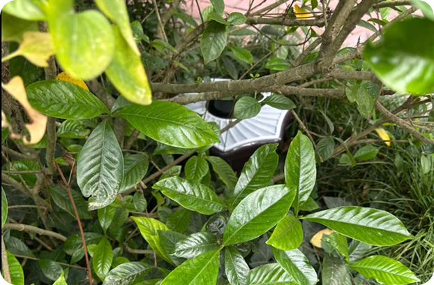 These dense shrubs are a perfect spot to tuck a trap.