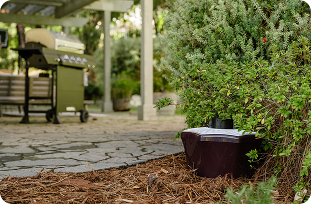 Place traps beneath bushes whenever possible.